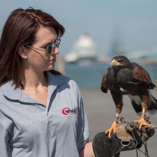 Photograph of Whelan Pest Prevention’s falconry division
